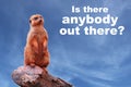 A curious meerkat or suricate Suricata suricatta asking Ã¢â¬ÅIs there anybody out there?Ã¢â¬Â Royalty Free Stock Photo